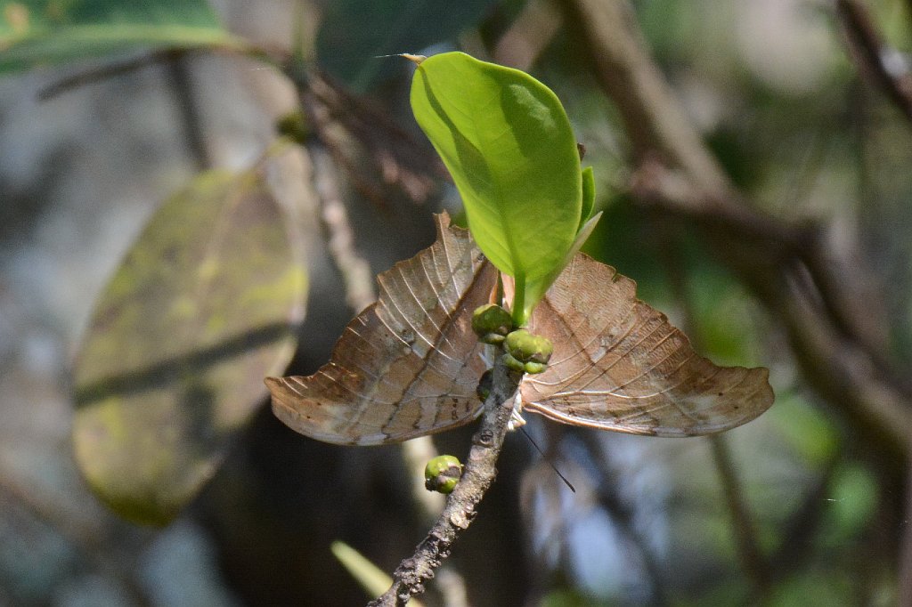 156 2015-01109477 Loxahatchee NWR, FL.JPG - Ruddy Daggerwing (Marpesia petreus). Butterfly. Loxahatchee National Wildlife Refuge, FL, 1-10-2015